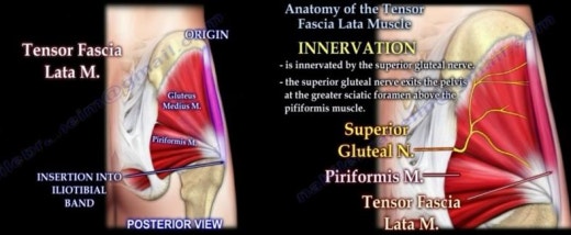 Anatomy Of The Tensor Fascia Lata Muscle - Everything You Need To Know -  Dr. Nabil Ebraheim 