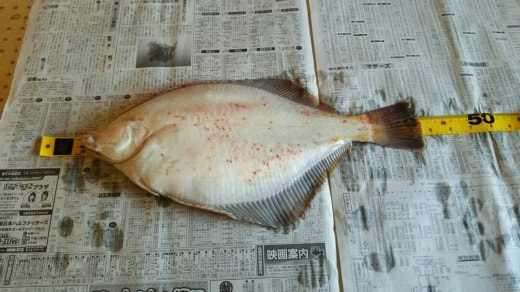 釣 ごっち 釣りコミ北海道 Band