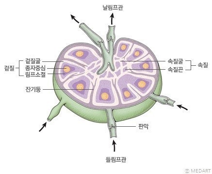 결합 조직 림프절