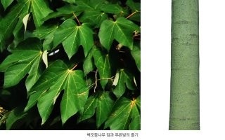 벽오동 이미지