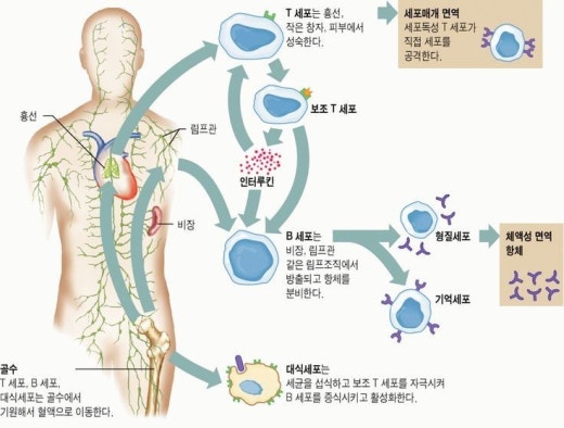 결합 조직 림프절