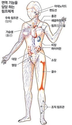 결합 조직 림프절