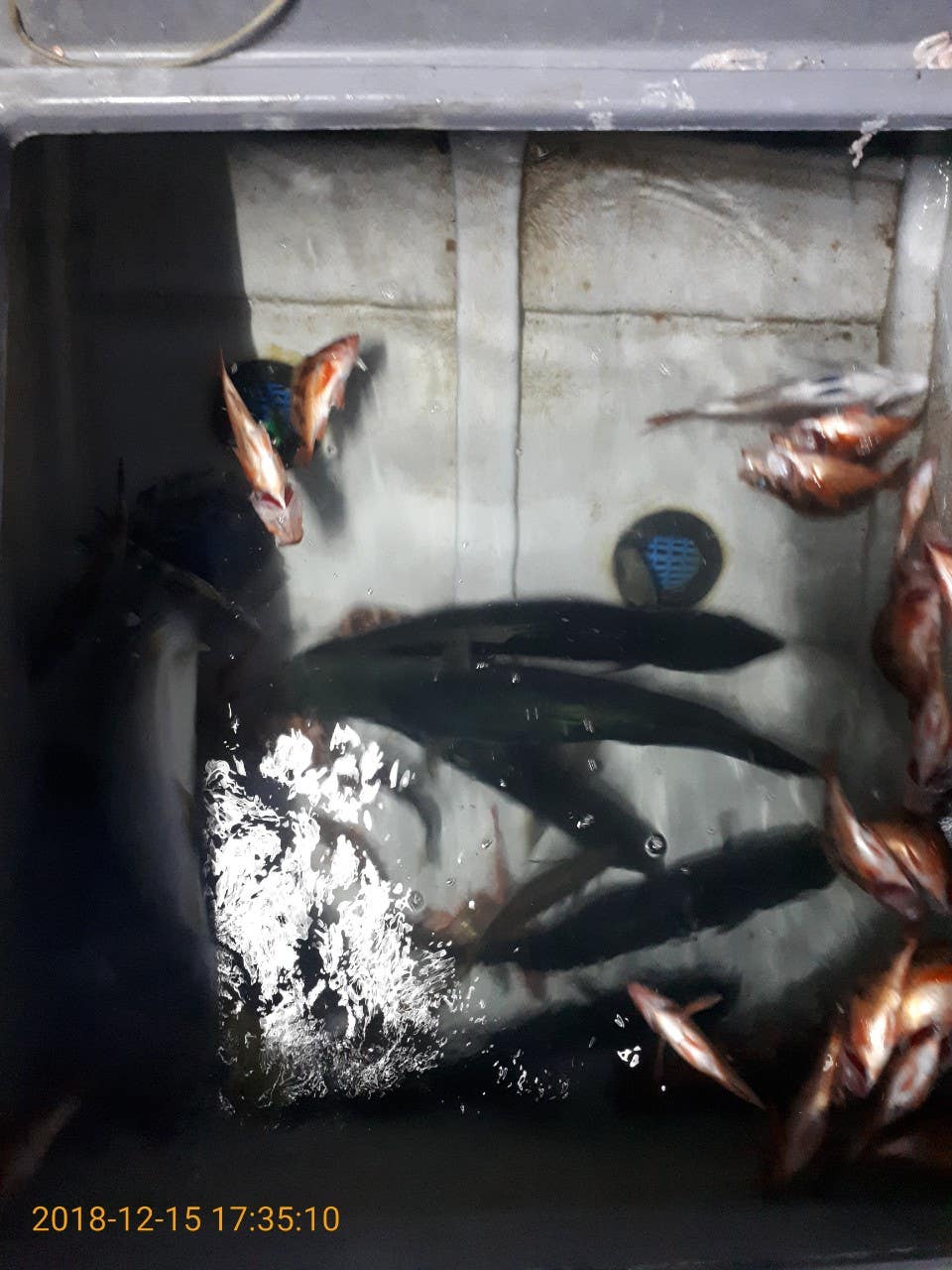 7_9afUd018svc90ij0y474gl9_lkf992.jpg?type=e1920