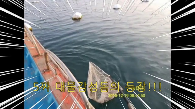 감성돔조황 사량도 전문출조점 송현호 대물감성돔 랜딩 동영상