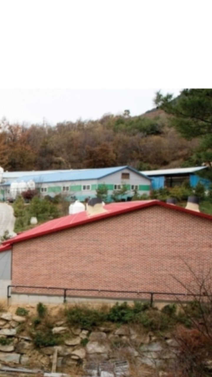 장수고원흑돼지 이미지