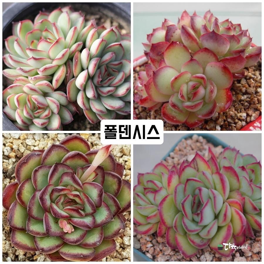 다육이야기 | Band