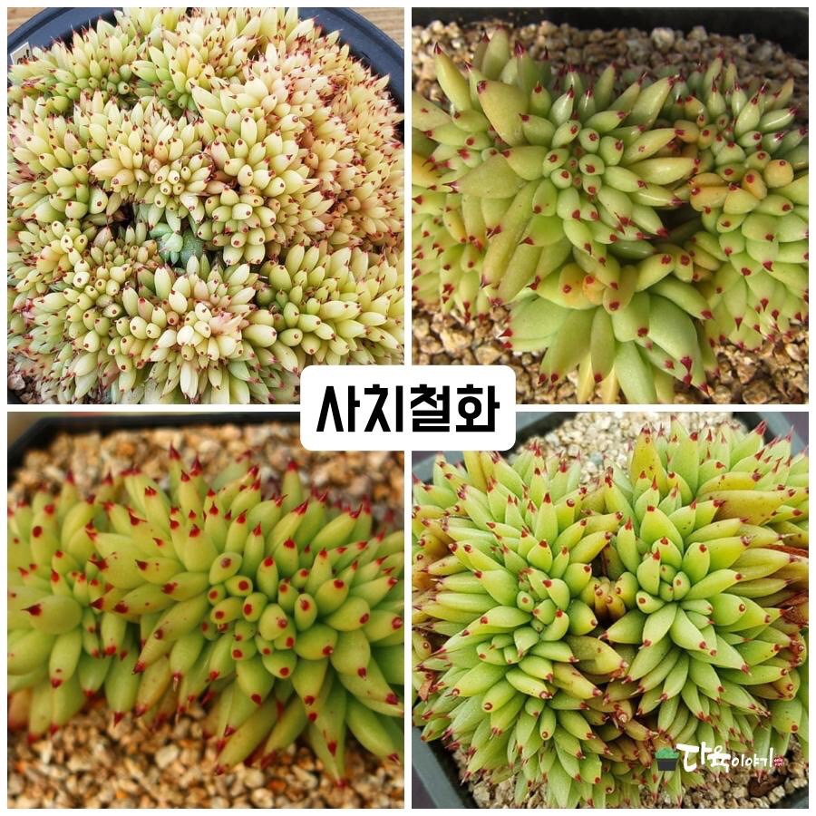 다육이야기 | Band