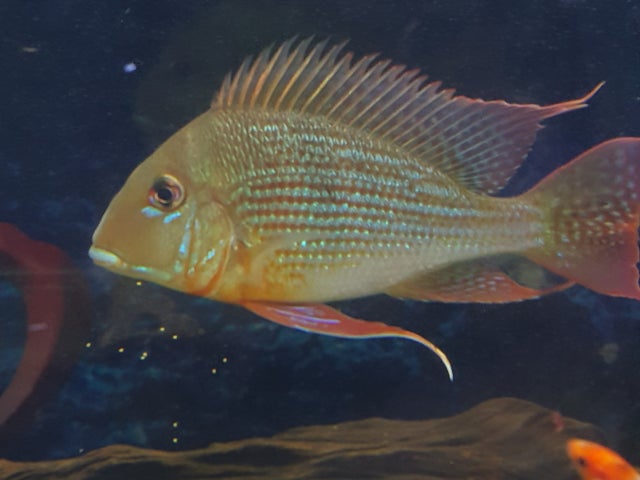 香港水族商會 自由分享買賣 Band 香港水族商會 自由分享買賣 Band