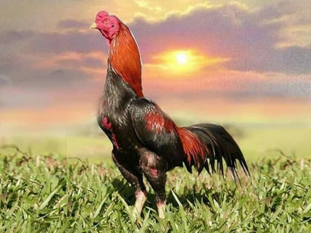 ไก่ชนเงินล้าน