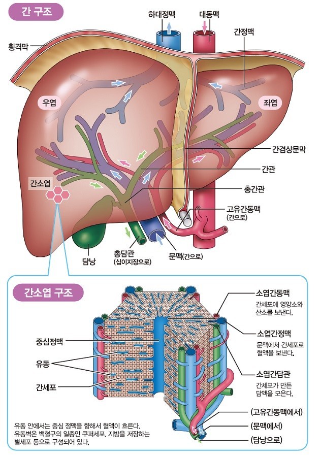 간 소엽 구조