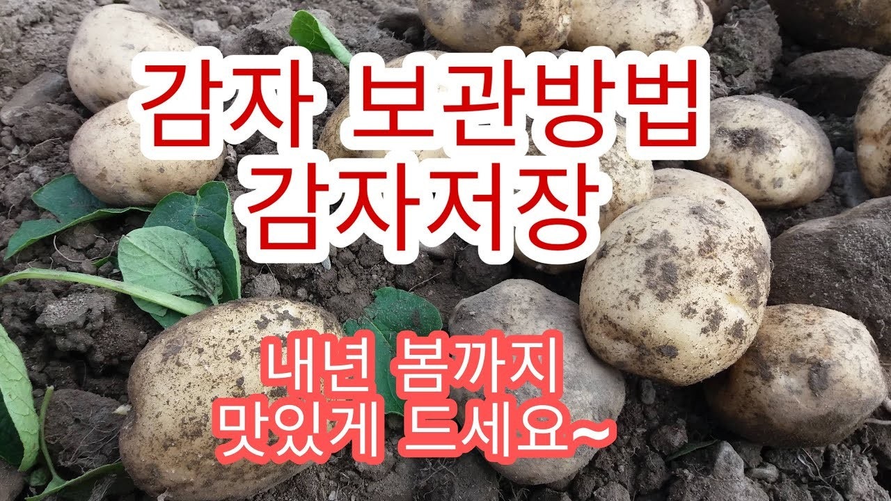 고구마//감자(돼지) | BAND 고구마//감자(돼지) | Band