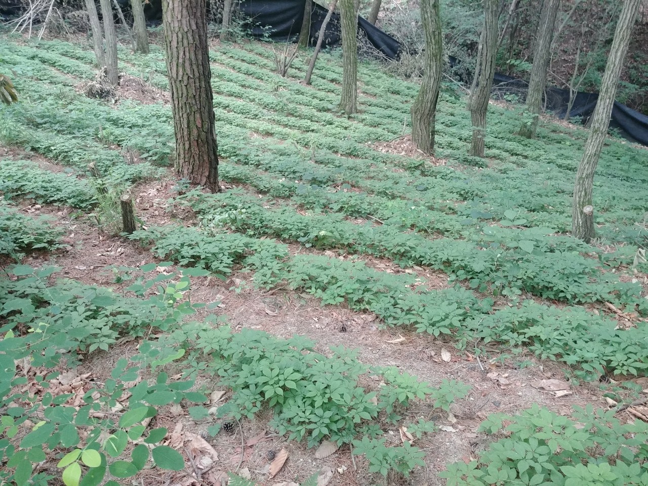 신바람 중고 농기계 매물