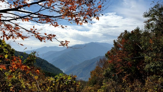 사진
