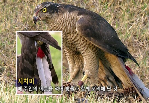 시치미 이미지