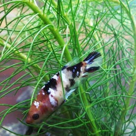 金魚街 二手水族用品 交流分享 自由買賣 Band