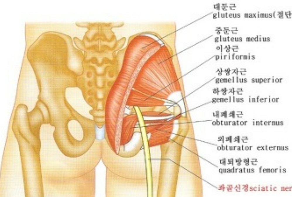 척추ㆍ근골격계환우모임[기공심리운동교정요법&건강정보] | Band