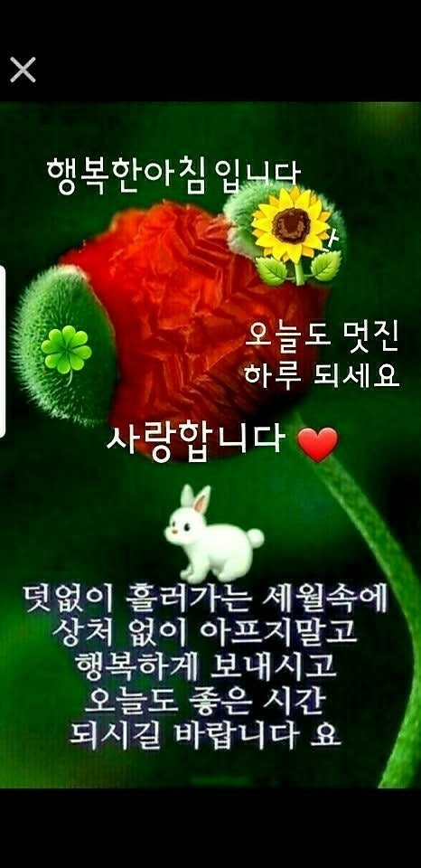 행복한 수요일 사진