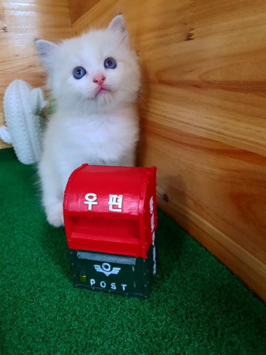 고양이 분양 입양 결혼 Band