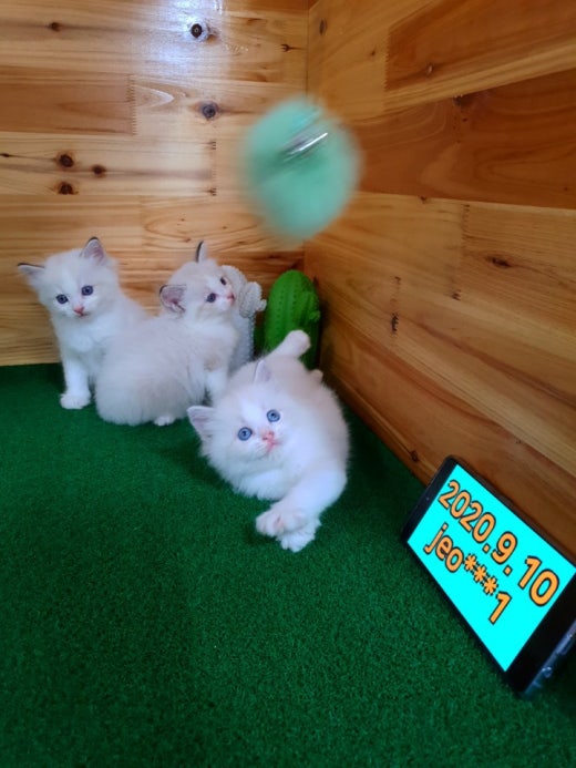 고양이 분양 입양 결혼 Band