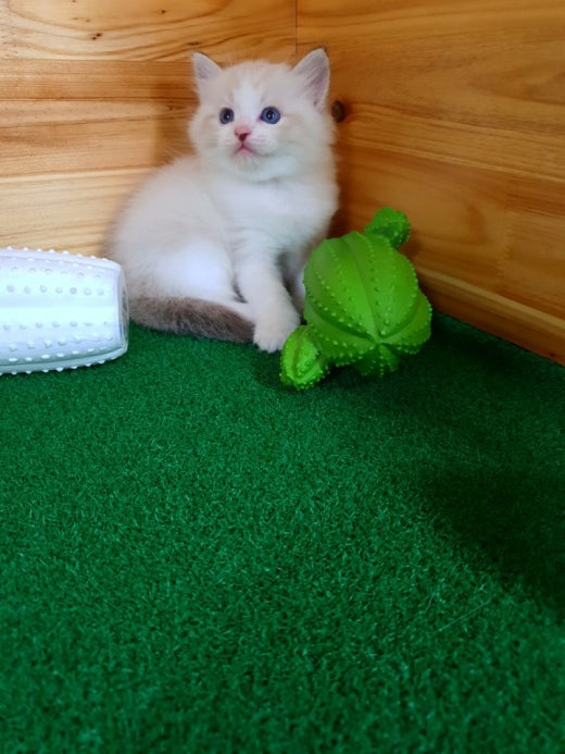 고양이 분양 입양 결혼 Band