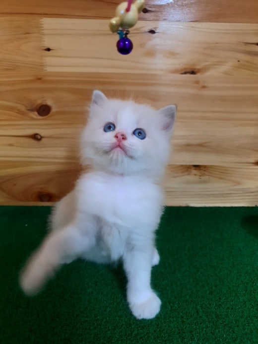 고양이 분양 입양 결혼 Band