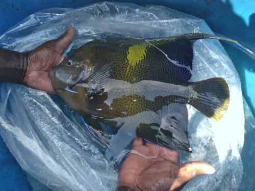 東非海水魚 Band 東非海水魚 Band