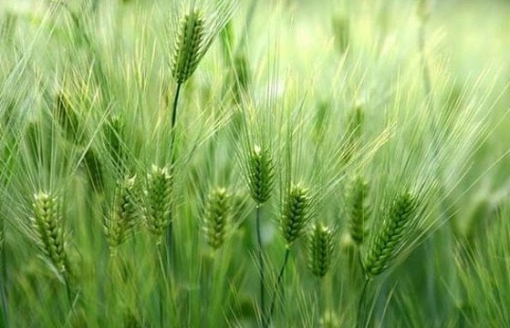 새싹보리밥 이미지