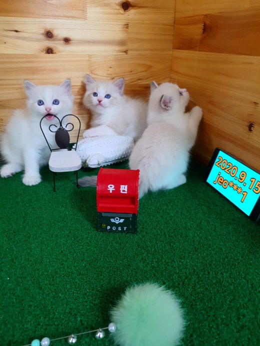 고양이 분양 입양 결혼 Band