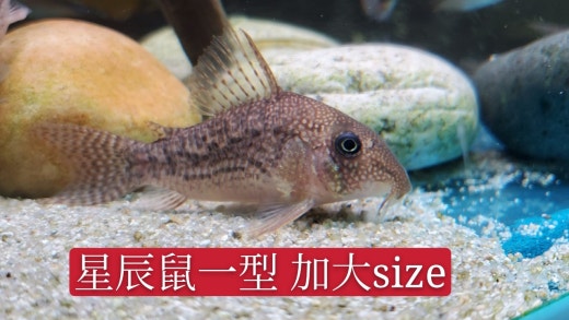 鼠扒魚自由交流群 Band