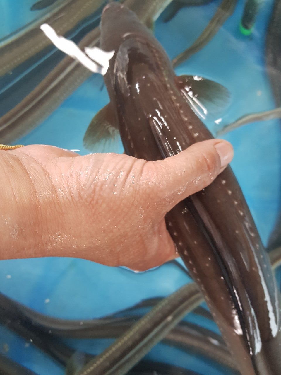 바다장어 이미지