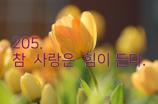 참사랑 이미지