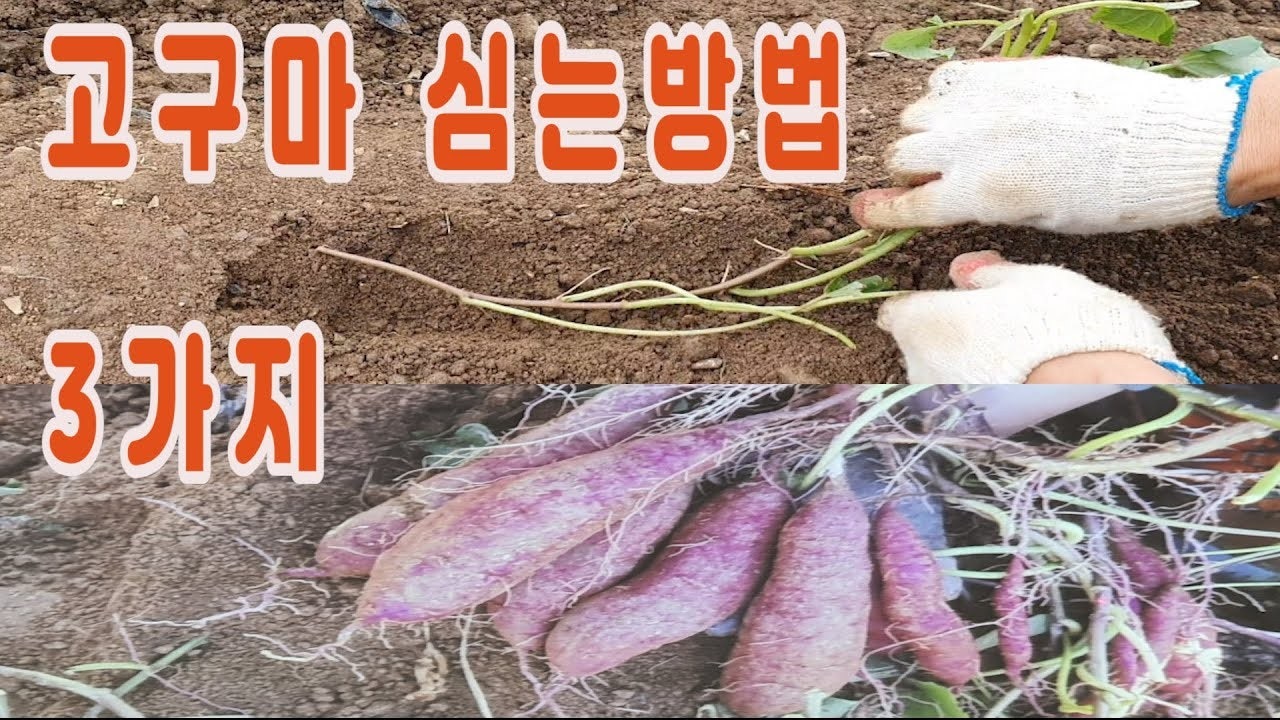 고구마 | BAND 고구마 | Band