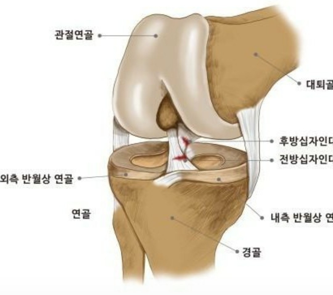 척추ㆍ근골격계환우모임 기공심리운동교정요법 건강정보 Band