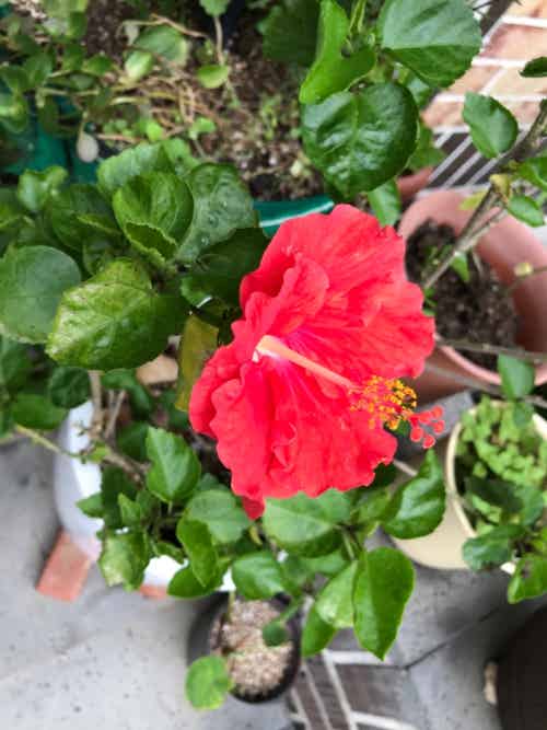 植物を愛する会 식물을 사랑하는 모임 Band 植物を愛する会 식물을 사랑하는 모임 Band