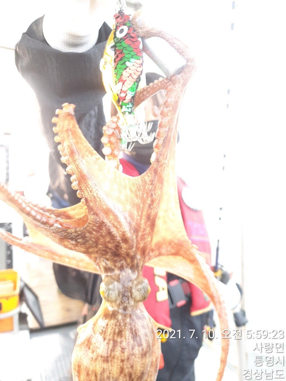 돌문어 Kg급 대물~마릿수좋고~고성 삼성호 조황