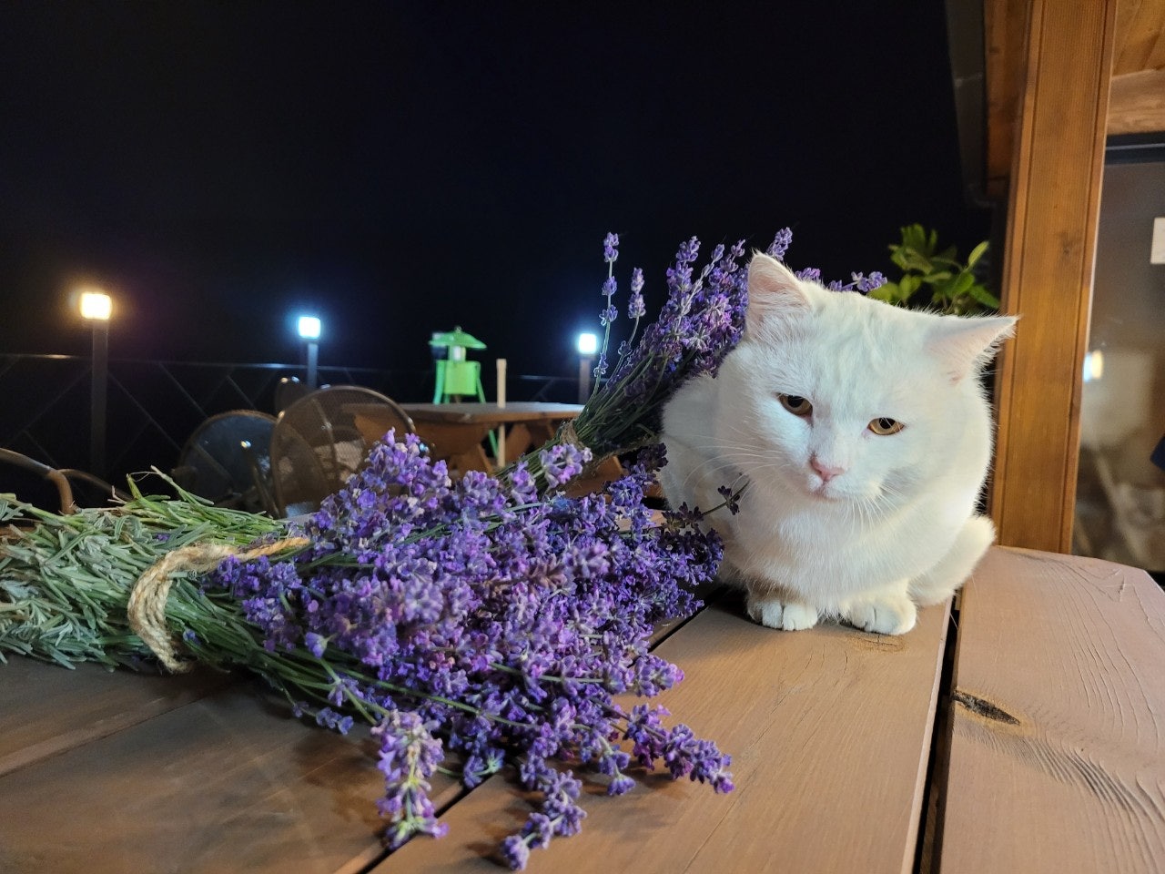 고흥 라벤더꽃, 개와 고양이 > 포토앨범 | 생활의향기” style=”width:100%”><figcaption>고흥 라벤더꽃, 개와 고양이 > 포토앨범 | 생활의향기</figcaption></figure>
</div>
<hr>
<p>고양이의 날에 아로마오일로 피부 마사지해주기</p>
<p><p>8월8일은 세계 고양이의 날입니다. 이날은 2002년 국제동물보호기금 (IFAW) 이 고양이에 대한 인식전환과 함께 공생할수 있는 방안을 모색, 학대방지등 환경개선을 하고자 각 단체에서 지정한 고양이데이 입니다. 또 한국의 고양이의 날은 9월9일로 2009년에 고양이전문가 고경원님께서 오랠 (구) 와 구할 (구) 를 사용하여 고양이가 오래살기를 기원한다는 의미를 담아 만든 날입니다. 8월8일도 9월9일도 고양이의 날 이라고 정하여 놓긴 했지만 365일이 고양이의 날이기를 인간과 함께 공생하며 안전하게 살아가는 세상이기를 바라는바입니다. 지난 고양이데이를 맞아서 우리 다묘가정에서는 아로마오일로 피부와 피모를 위한 마사지를 해주었습니다. 냄새에 워낙 민감한 고양이지만 처음엔 거부하더니 차츰 적응하더라고요. ..</p>
</p>
<ul>
<li><span>Image source: lebang.tistory.com</span></li>
<li><span>Views: 65194</span></li>
<li><span>Publish date: 2 hours ago</span></li>
<li><span>Downloads: 38617</span></li>
<li><span>Likes: 5177</span></li>
<li><span>Dislikes: 10</span></li>
</ul>
<div>
<figure><img decoding=