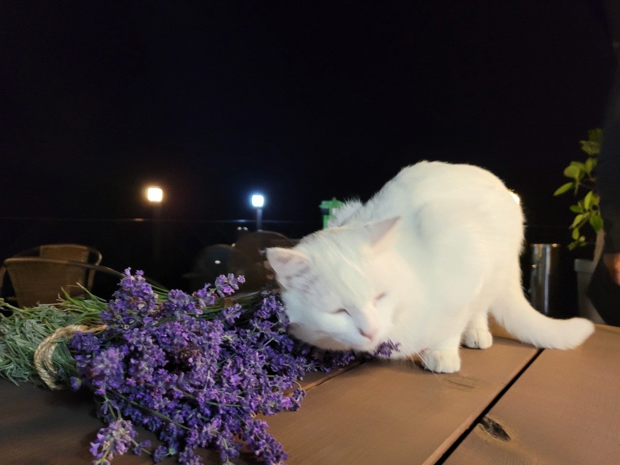 고흥 라벤더꽃, 개와 고양이 > 포토앨범 | 생활의향기” style=”width:100%”><figcaption>고흥 라벤더꽃, 개와 고양이 > 포토앨범 | 생활의향기</figcaption></figure>
</div>
<hr>
<h2><span class=