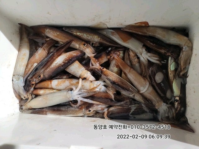 먼바다 (오징어낚시) 통영 동양호 9일 새벽 조황 (오늘 예약) 먼바다 (오징어낚시) 통영 동양호 9일 새벽 조황 (오늘 예약)