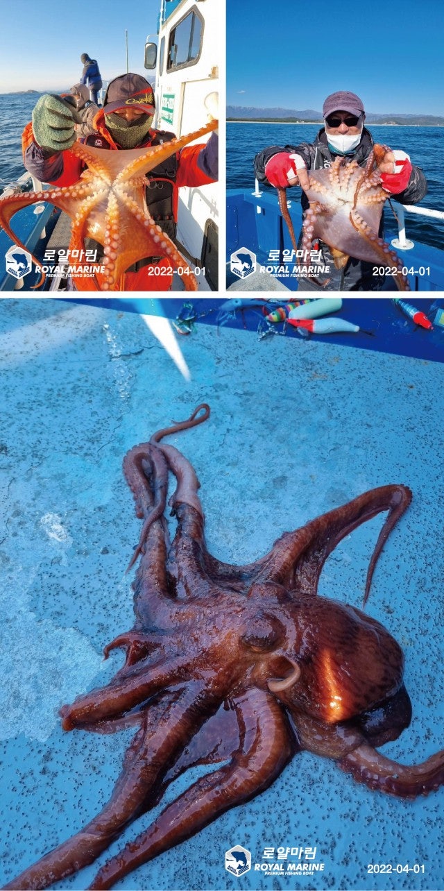 (東)동해조황 - 강원 고성 가진항 로얄마린호 04월 01일 (금) 동해안 피문어 조황입니다.