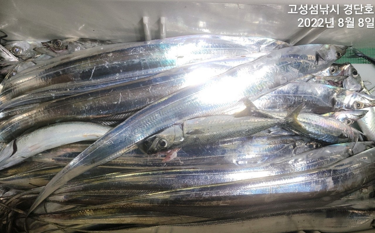 갈치 (전원 쿨러만땅) 어마무시~참치는 덤~섬낚시 조황 (12일 예약)