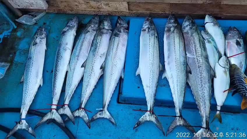 7_g5dUd018svc149050kac05f5_9bt2m0.jpg