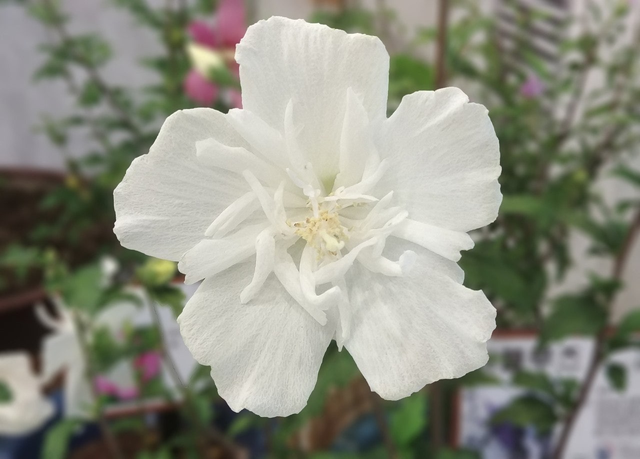 미묘,花 이미지