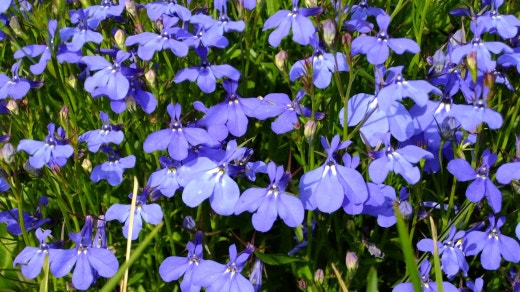 로벨리아(lobelia) 이미지