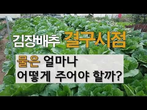 배추~무(추비/친환경약/미네랄(소금)/무름병 | Band