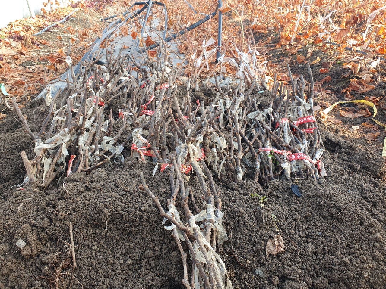 신바람 중고 농기계 매물