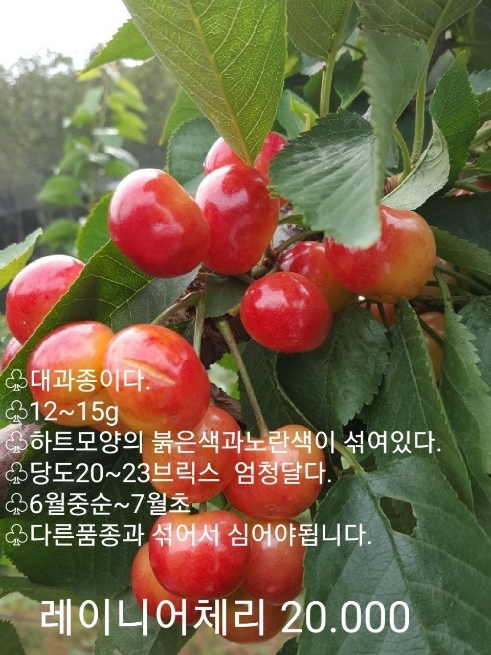 신바람 중고 농기계 매물