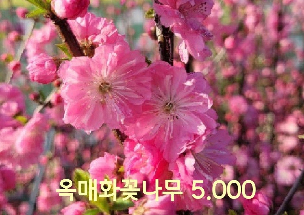 신바람 중고 농기계 매물