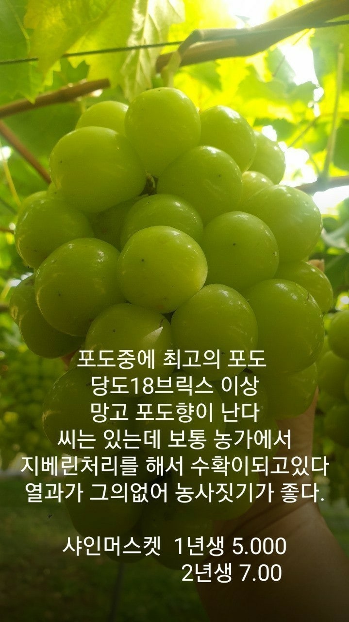 신바람 중고 농기계 매물