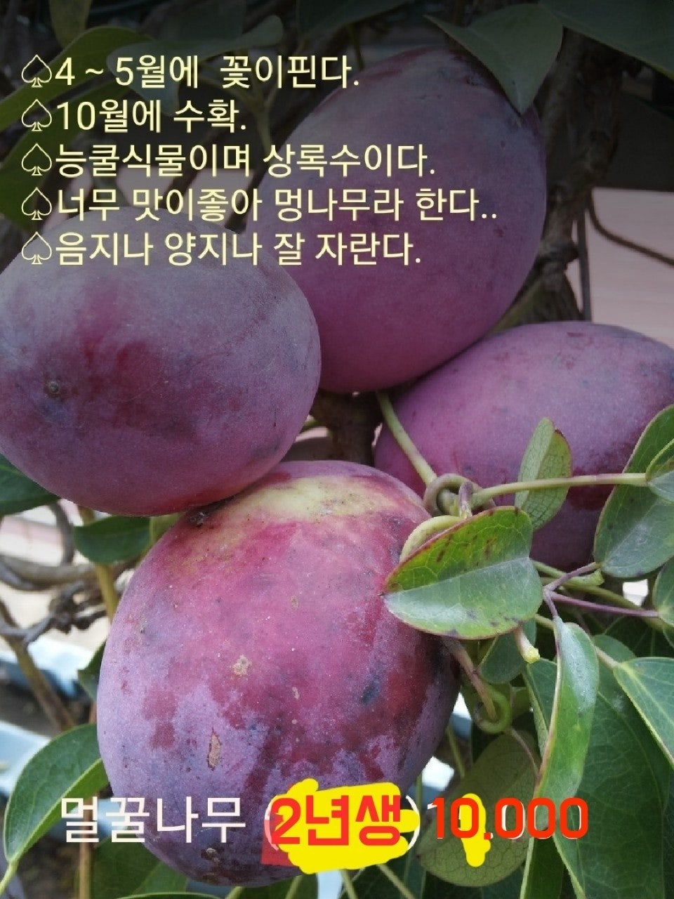 신바람 중고 농기계 매물