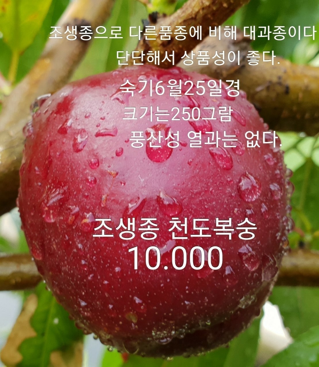 신바람 중고 농기계 매물